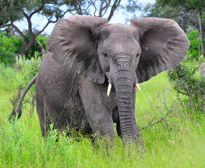 Shoji-it images of animals